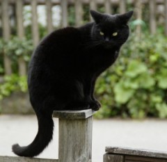 Schwarze Katze und Unglück? Korrelation oder Kausalität?