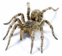 Tarantula - Spinnengift in der Homoeopathie